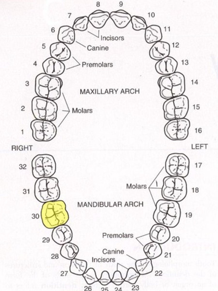 <p>Mandibular right first molar</p>