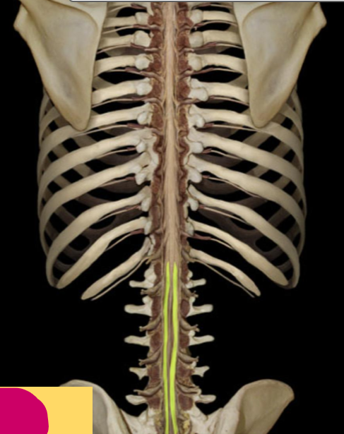 <p>What part of the spinal cord is this?</p>