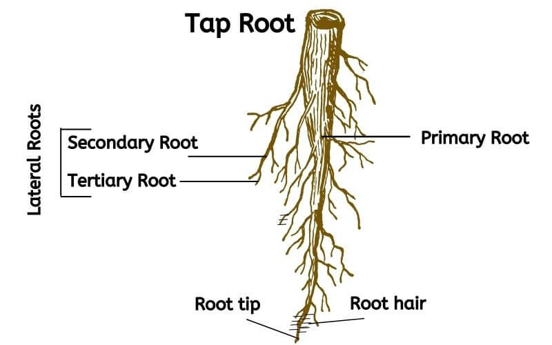 <p>primary root system</p>