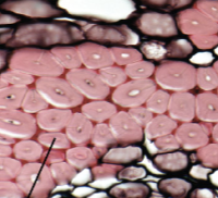 <ul><li><p>dead @ maturity</p></li><li><p>thick 2’ cell wall</p></li><li><p>structural support</p></li></ul><p></p>