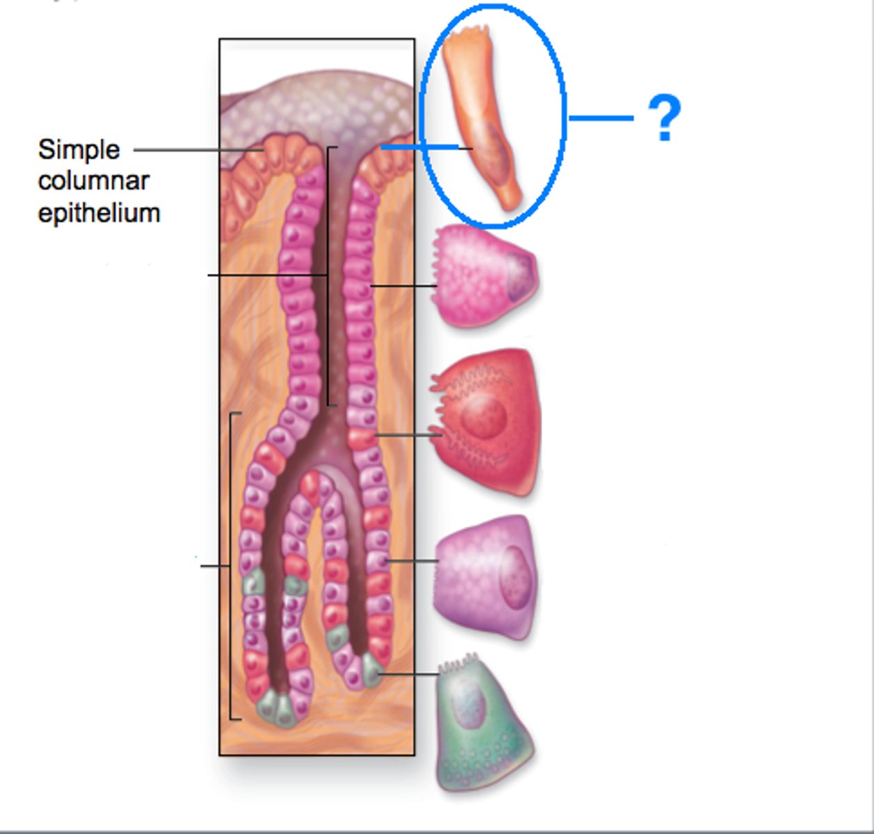 <p>secrete bicarbonate rich mucus</p>