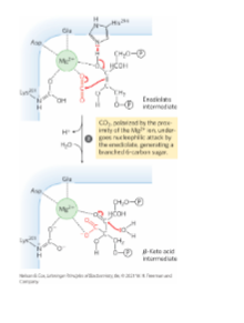 * Step 2: Nucleophilic Attack to Create a Beta-Keto Acid Intermediate
  * Mg2+ polarizes CO2 to accept nucleophilic attack by enolate