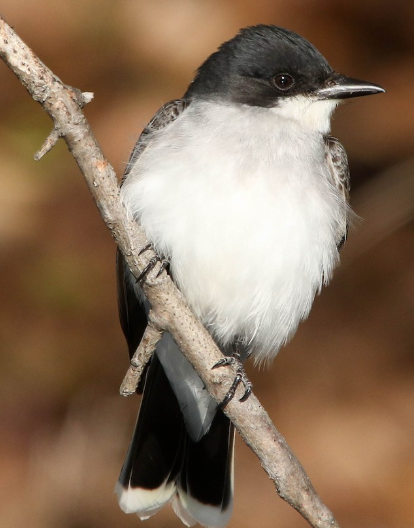 <p>What bird is this? </p>