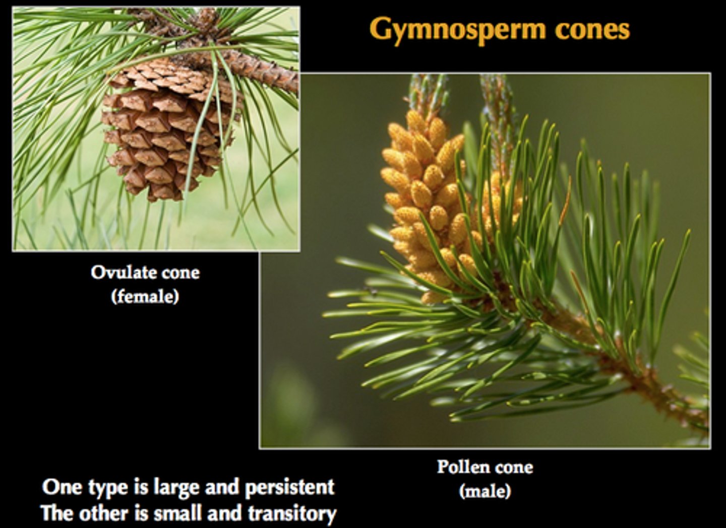 <p>Heterosporous, inside the microsporangia haploid spores are created and become micro gymnosperms (pollen), the spores are not released and no antheridia is produced</p>