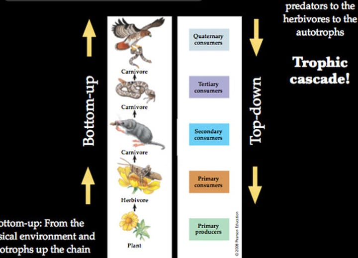 <p>basically says the influence on a community structure flows from top, the predators, down to the herbivores, then the vegetation and finally, nutrients</p>