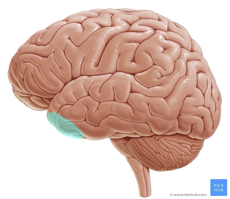 <p>what brain area is this?</p>