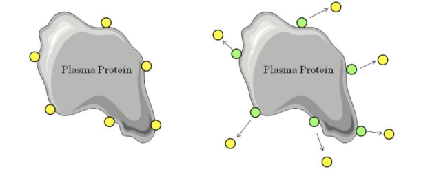 <p><strong>Distribution - Protein Binding</strong></p>