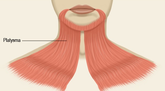 Tenses skin of neck; depresses mandible 