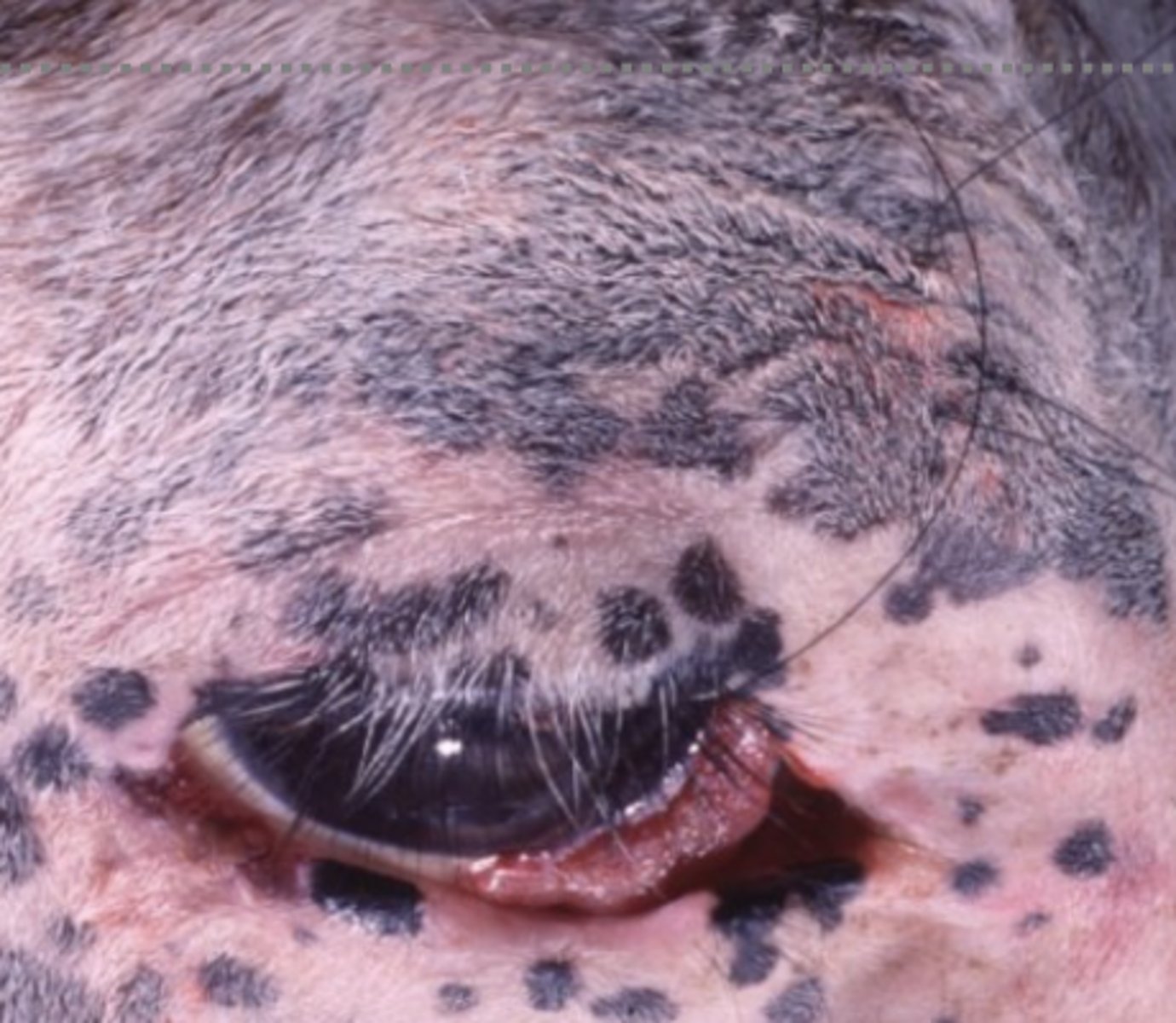 <p>What kind of tumor is this?</p>