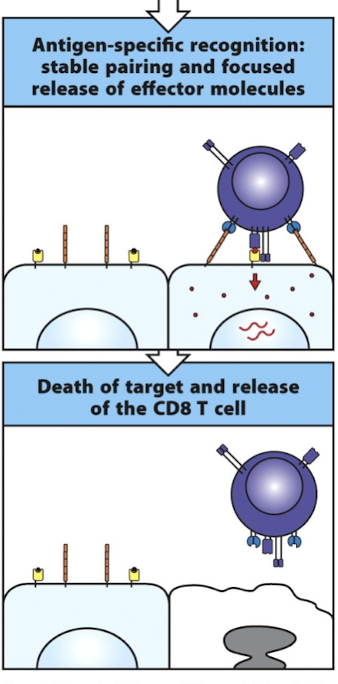 <ul><li><p>integrins adopt a high affinity conformation → tight adhesion</p></li><li><p>this allows for delivery of effector molecules so that ONLY the target cell undergoes apoptosis</p><ul><li><p>CD8 = directed cytotoxicity</p></li><li><p>CD4 = cytokine release</p></li></ul></li></ul><p></p>