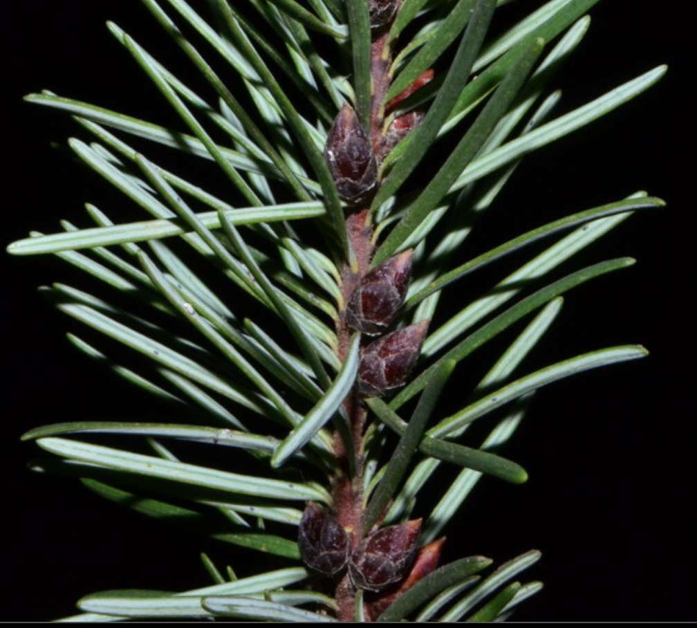 <p>identify by leaves</p>
