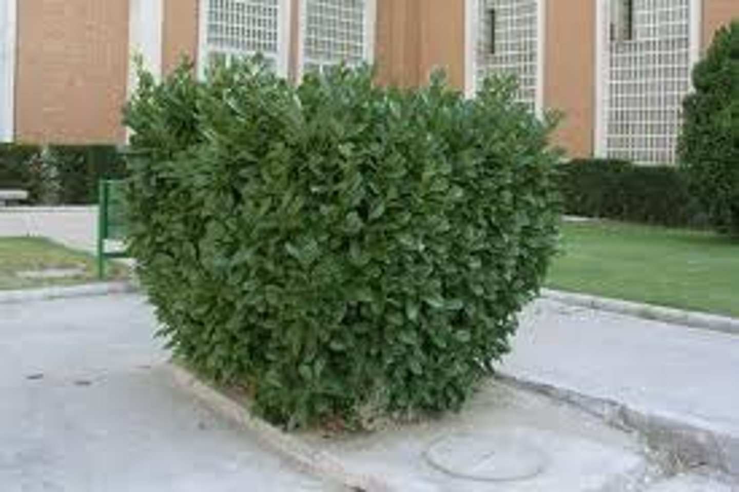 <p>bush</p>