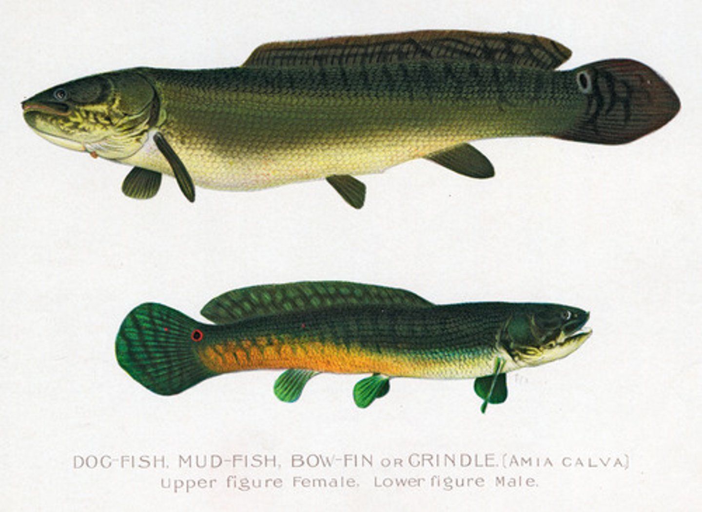 <p>long cylindrical body, long dorsal fin, tubular nostrils, caudal "eye spot"</p>