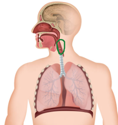 <p>Back of Throat</p>