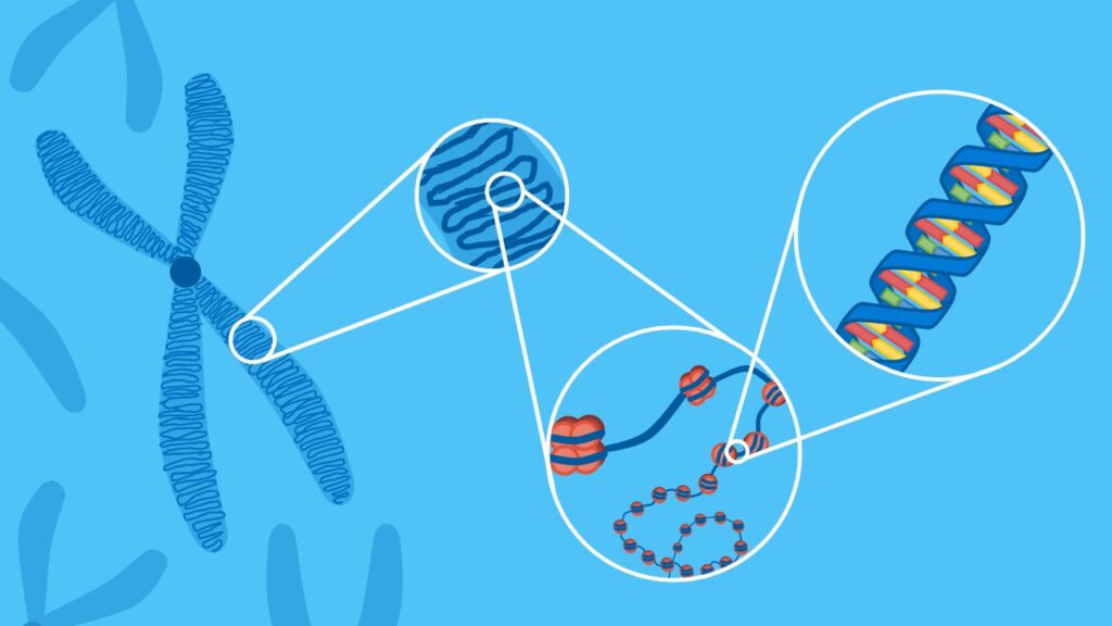 <p>spiralisiert --&gt; Doppelhelix als lange DNA-Fäden in Chromosomen angeordnet</p>