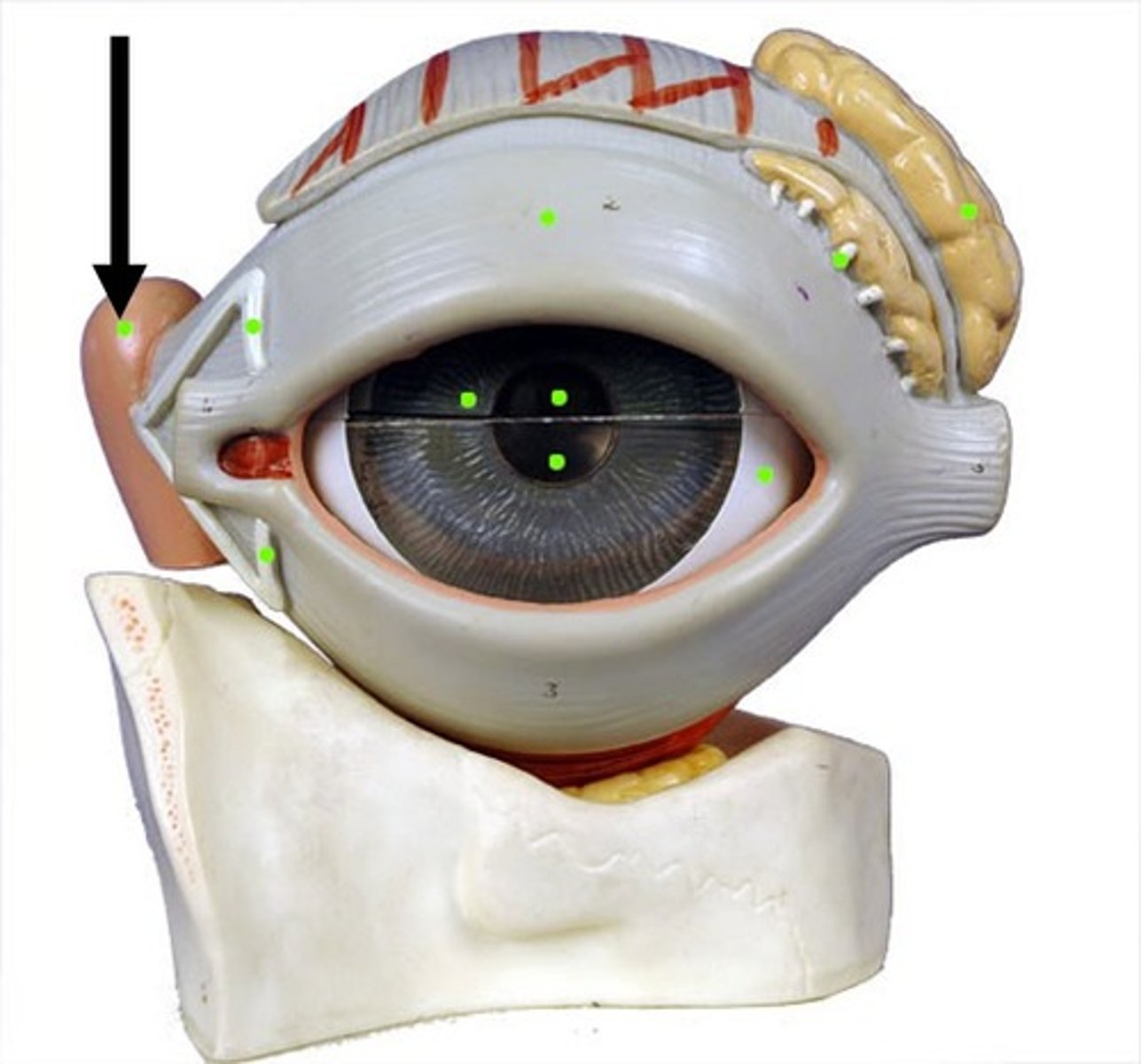 <p>Collects tears from lacrimal canaliculi</p>