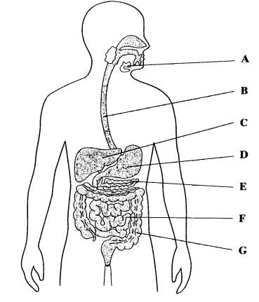 <p>Which organ absorbs water?</p>