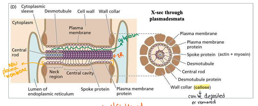 <ul><li><p>tubular channels of cytoplasm and ER</p></li><li><p>connect adjacent plant cells</p></li><li><p>provides cytoplasmic continuity</p></li></ul><p></p>
