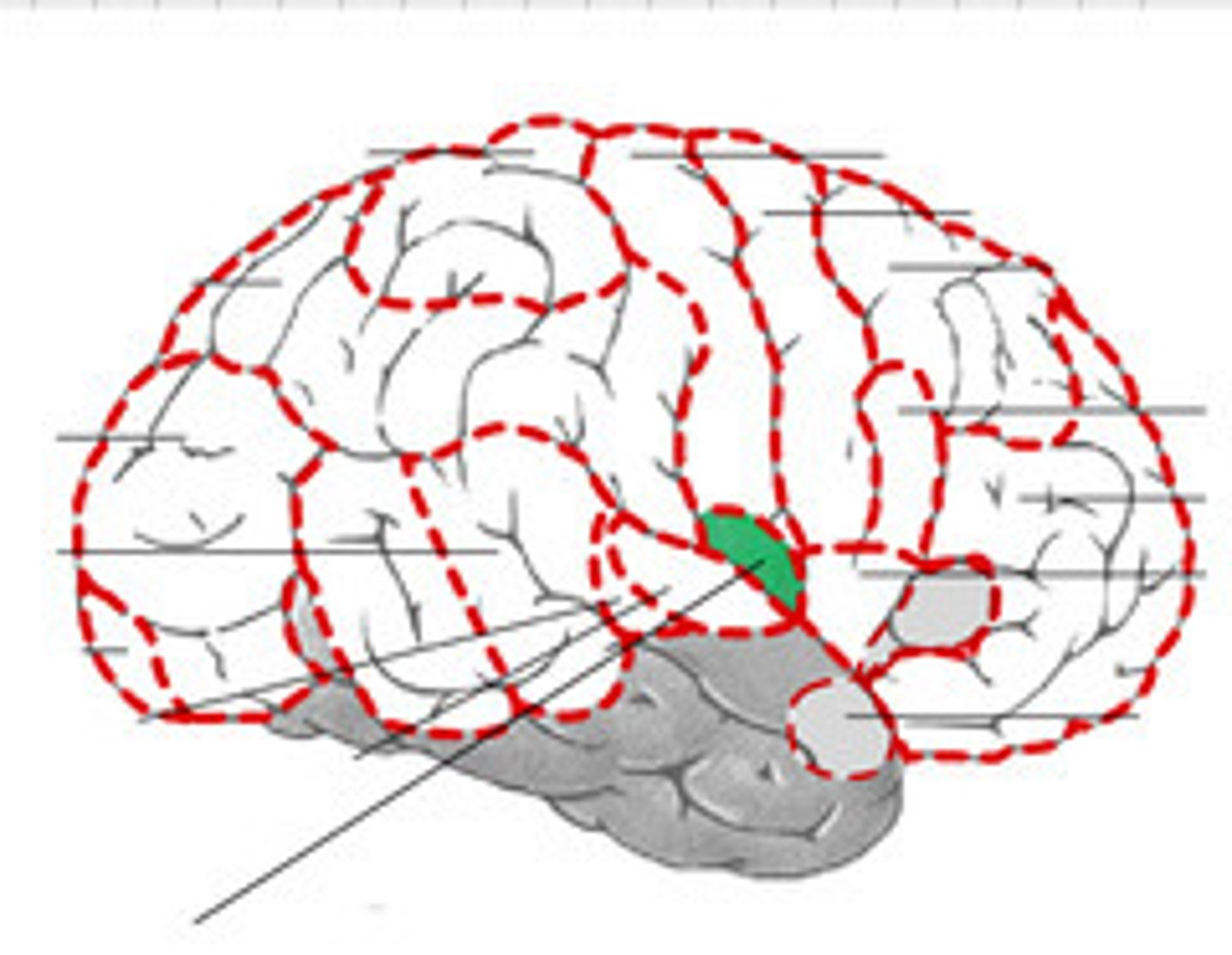 <p>A brain structure responsible for the perception of taste.</p>