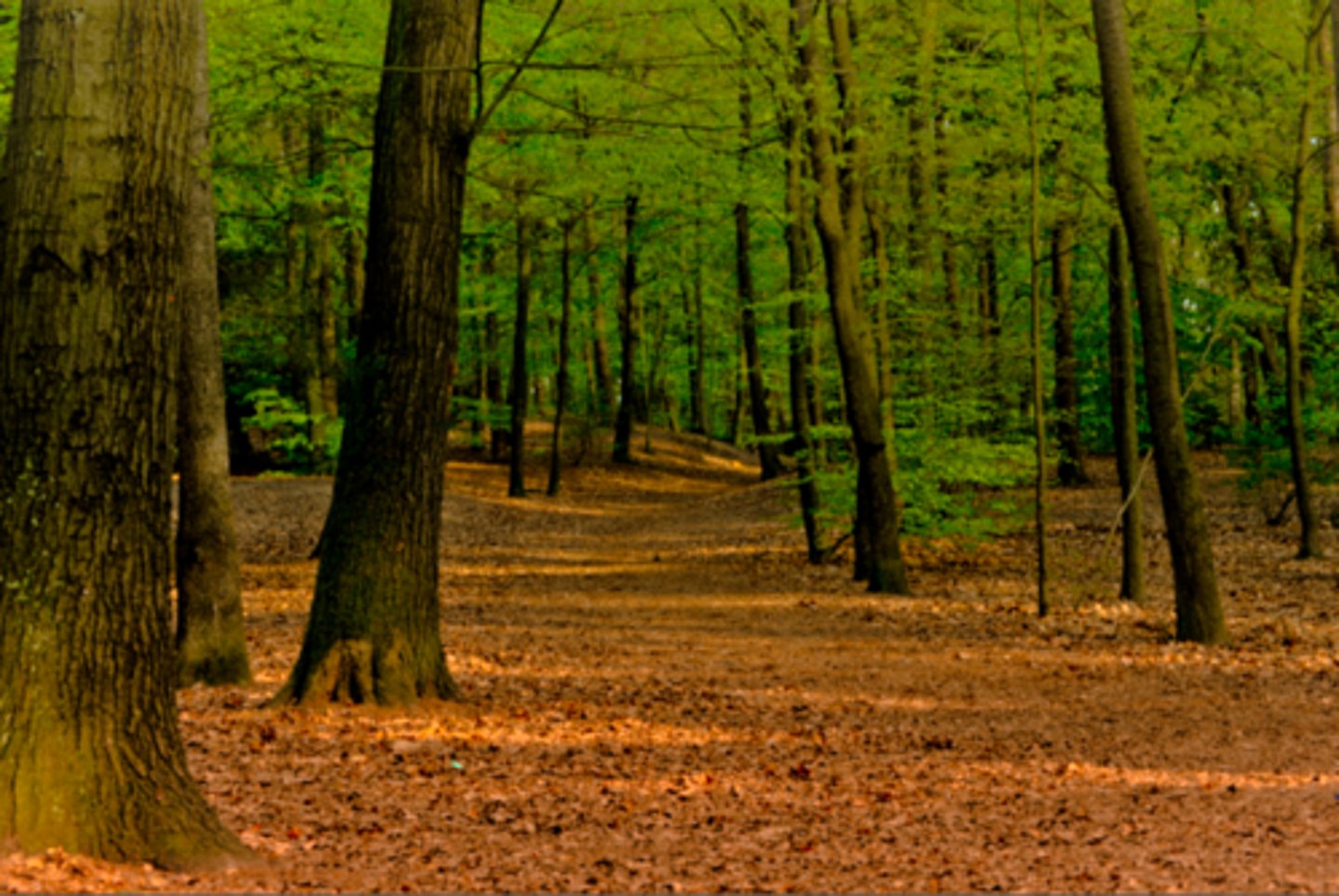 <p>It provides with sustainable wood fuel resources, secures biodiversity of forests, improves soil and water management.</p>
