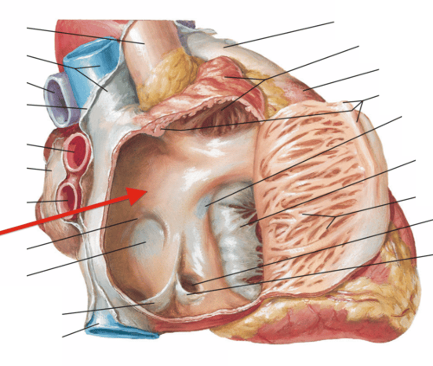 <p>Smooth part of right atrium</p><p>below pectinate muscle</p>
