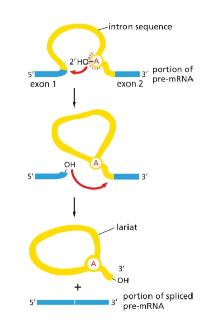 <ol><li><p>snRNPs form a spliceosome which binds near the 5’ splice site</p></li><li><p>spliceosome cuts at the 5’ splice site</p></li><li><p>free 5’ end bonds to the branch point A, forming a <strong>lariat</strong></p></li><li><p>spliceosome cuts at the 3’ splice site</p></li><li><p>the free 3’-OH end of the exon sequence reacts with the start of the next exon sequence</p></li><li><p>intron lariat is released and eventually broken down</p></li></ol><p></p>