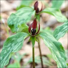 <p>A spring-blooming wildflower with mottled leaves and a single maroon or yellow upright flower.</p>