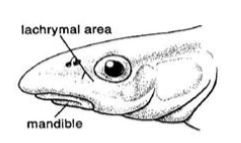 <p>What type of mouth?</p>