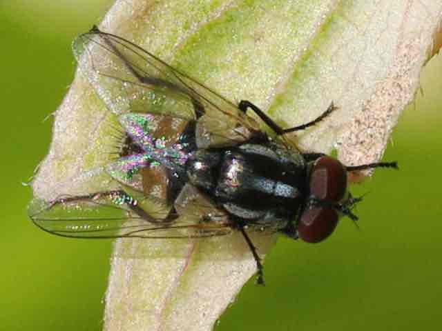 <p></p><p><em>Musca Sorbens</em></p>