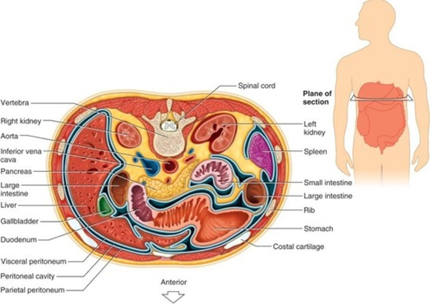 <p>It contains abdominal and pelvic viscera.</p>