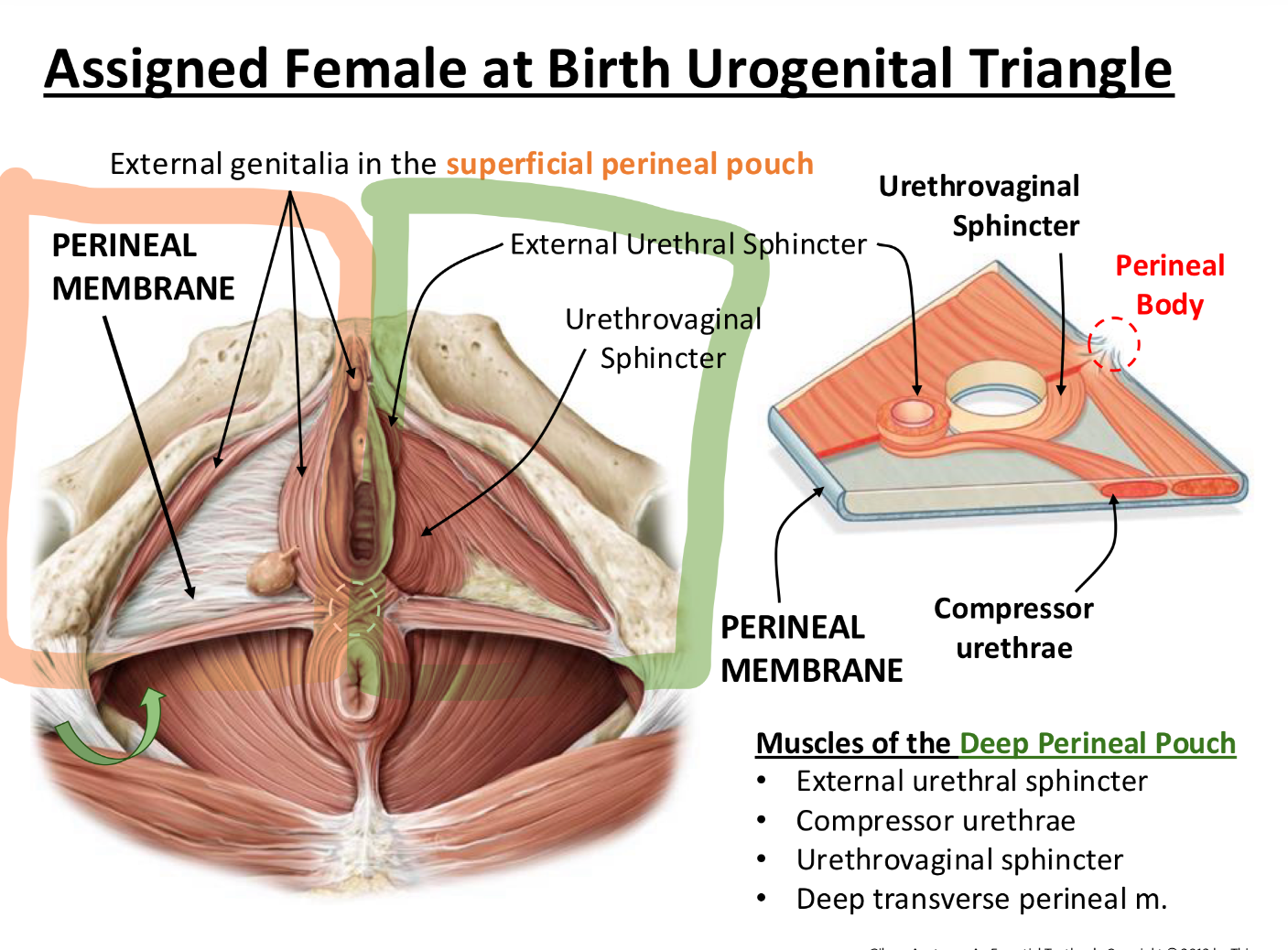 <p><span style="font-family: &quot;Times New Roman&quot;, serif"><strong><u>Superficial Perineal Pouch</u></strong></span></p><ul><li><p><span style="font-family: &quot;Times New Roman&quot;, serif"><strong>Contains</strong>: External genitalia, like the clitoris and associated muscles (These muscles help with sexual function and stabilization of structures)</span></p><ul><li><p><span>These structures are attached to the <em>perineal membrane</em> for support.</span></p></li></ul></li></ul><p><br></p><p><span style="font-family: &quot;Times New Roman&quot;, serif"><strong><u>Deep Perineal Pouch</u></strong></span></p><ul><li><p><span style="font-family: &quot;Times New Roman&quot;, serif"><strong>Contains</strong>:&nbsp;</span></p><ul><li><p><span style="font-family: &quot;Times New Roman&quot;, serif">External urethral sphincter – wraps around urethra to hold in pee (voluntary control!)</span></p></li><li><p><span style="font-family: &quot;Times New Roman&quot;, serif">Compressor urethrae – squeezes the urethra from the front like a clamp</span></p></li><li><p><span style="font-family: &quot;Times New Roman&quot;, serif">Urethrovaginal sphincter – wraps around both urethra and vagina</span></p></li><li><p><span style="font-family: &quot;Times New Roman&quot;, serif">Deep transverse perineal muscle – supports the pelvic floor</span></p></li></ul></li></ul><p></p>