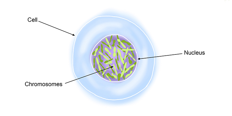 Which organelle contains the DNA?