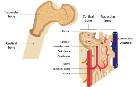 <ul><li><p>Cortical (dense, external).</p></li><li><p>Trabecular (spongy, internal).</p></li></ul><p></p>