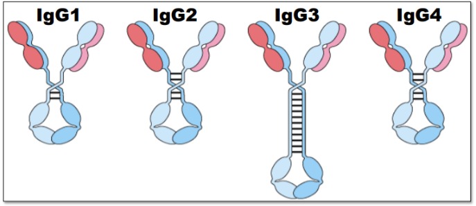 <p>IgG3&gt;IgG1&gt;IgG2&gt;IgG4</p><p>IgG3 is the most flexible, thus the best at activating complement.</p>