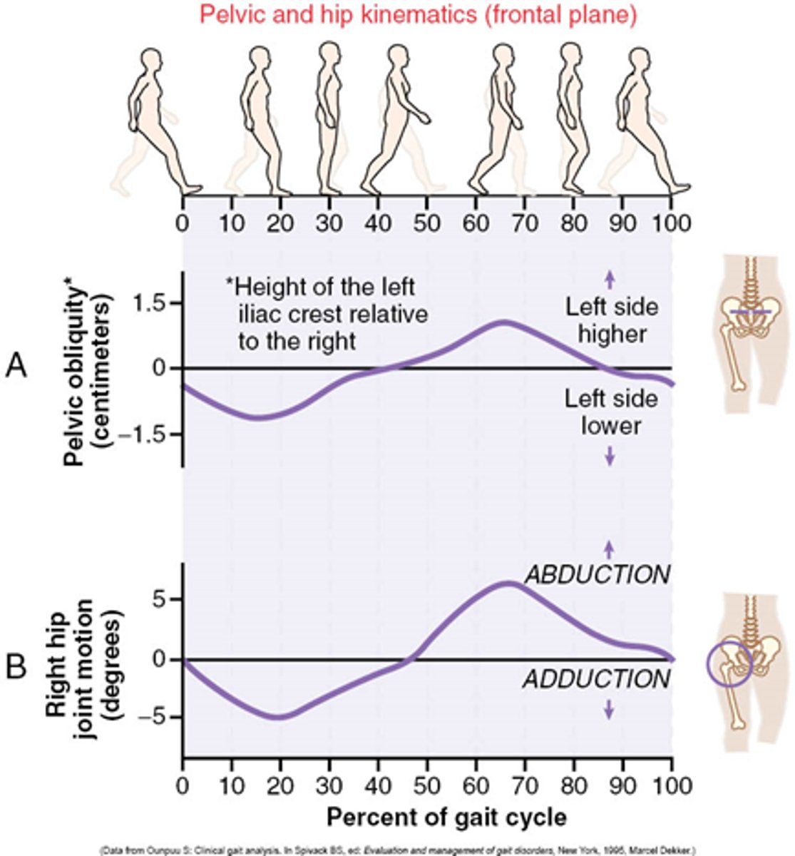 <p>elevation and depression of iliac crests contributes to hip abduction and adduction</p>