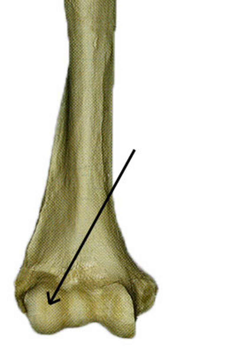 <p>Distal, lateral smooth, rounded knuckle</p>