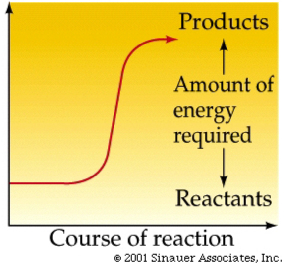 <p>Reaction that absorbs free energy from its surroundings. Non-spontaneous! Energy REQUIRED. (+DG)</p>