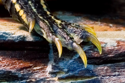 claws