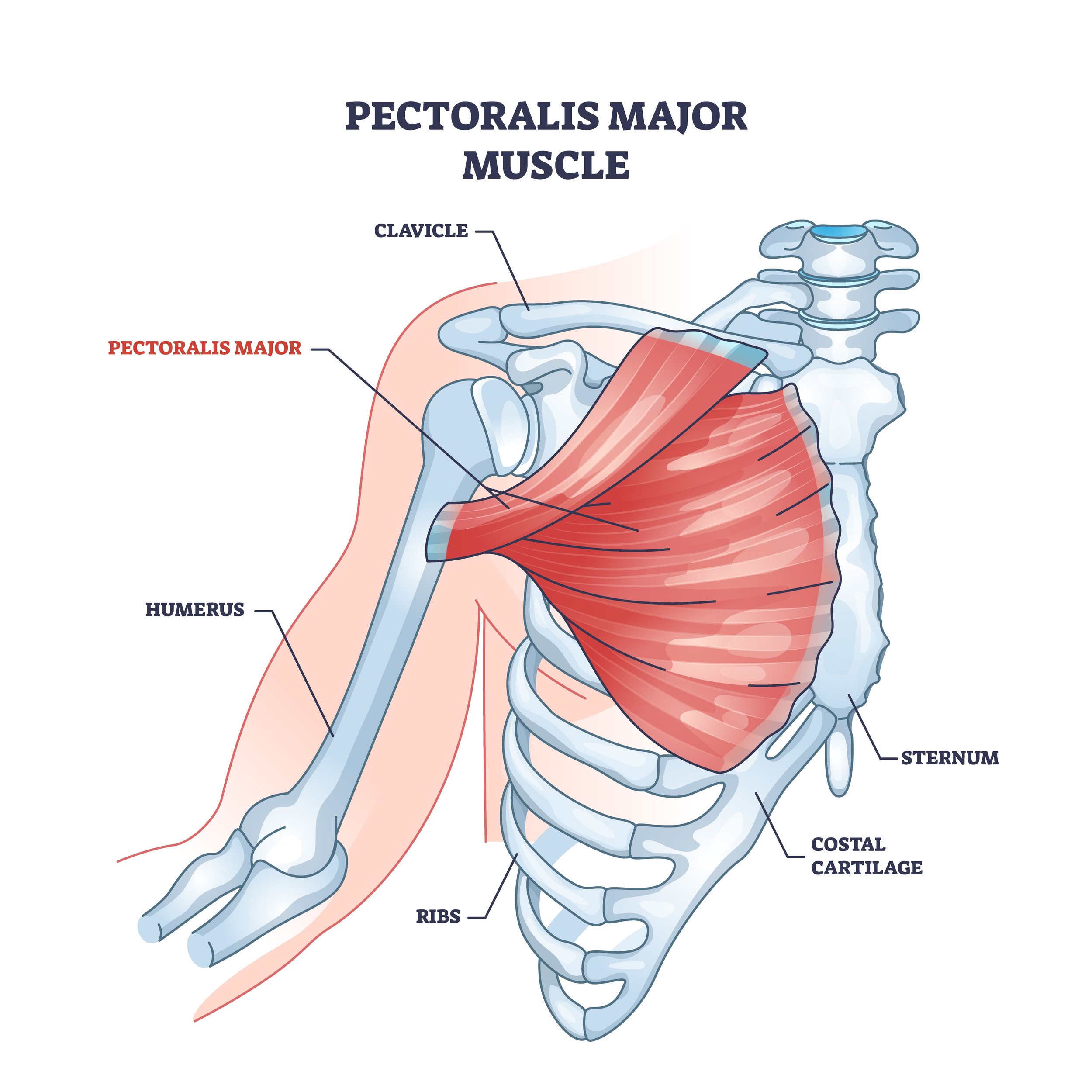 <p>Location:</p><ul><li><p>anterior chest wall</p></li><li><p>both sides of the sternum</p></li></ul><p></p><p>Function:</p><ul><li><p><strong>adduction and internal rotation of the arm in the shoulder joint</strong></p></li><li><p>internally rotating the humerus at the shoulder joint</p></li></ul><p></p>