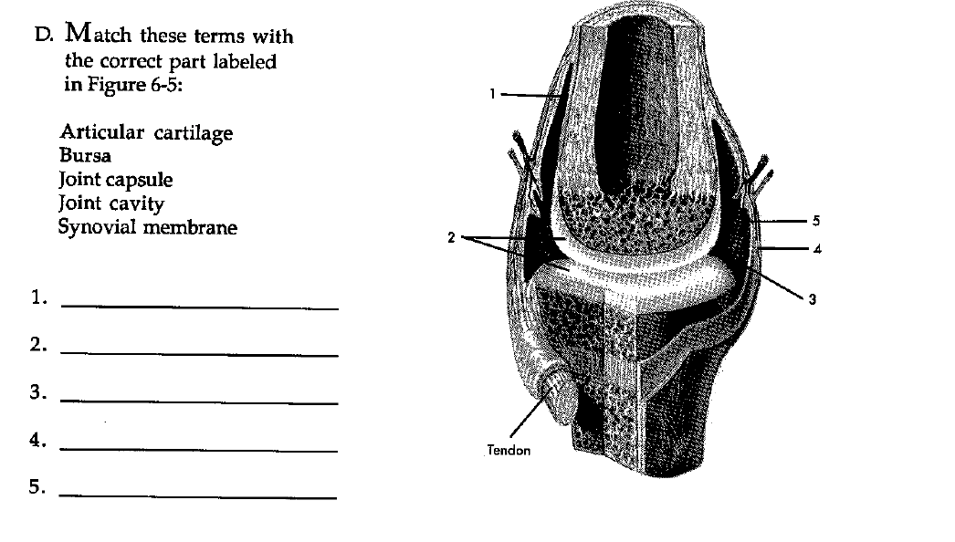 <p>5</p>