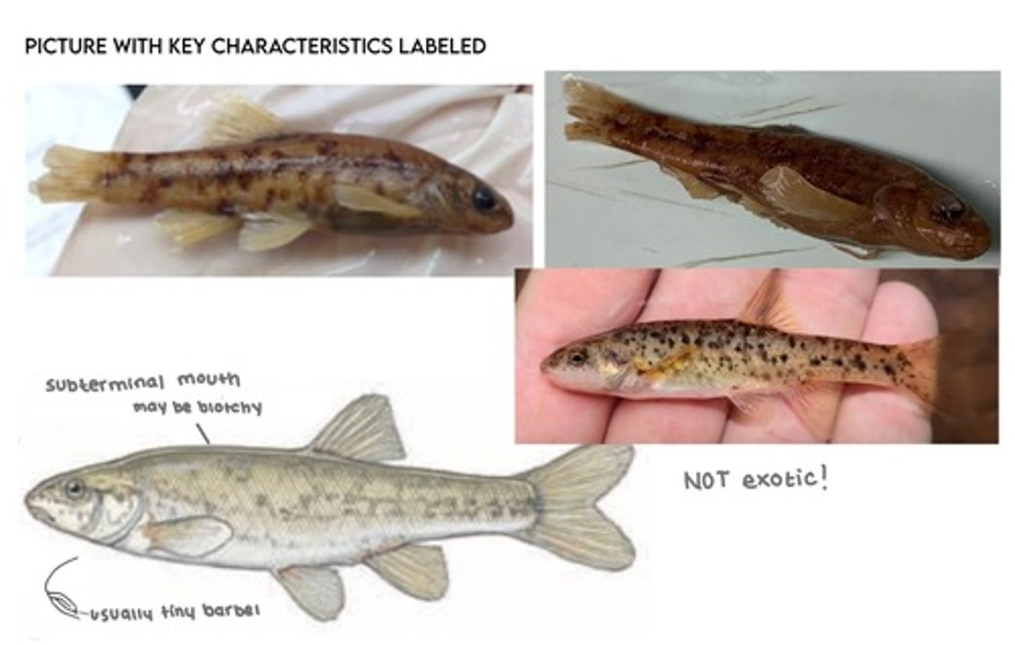 <p>Speckled dace</p><p>-tiny</p><p>-speckled scales, shiny</p>