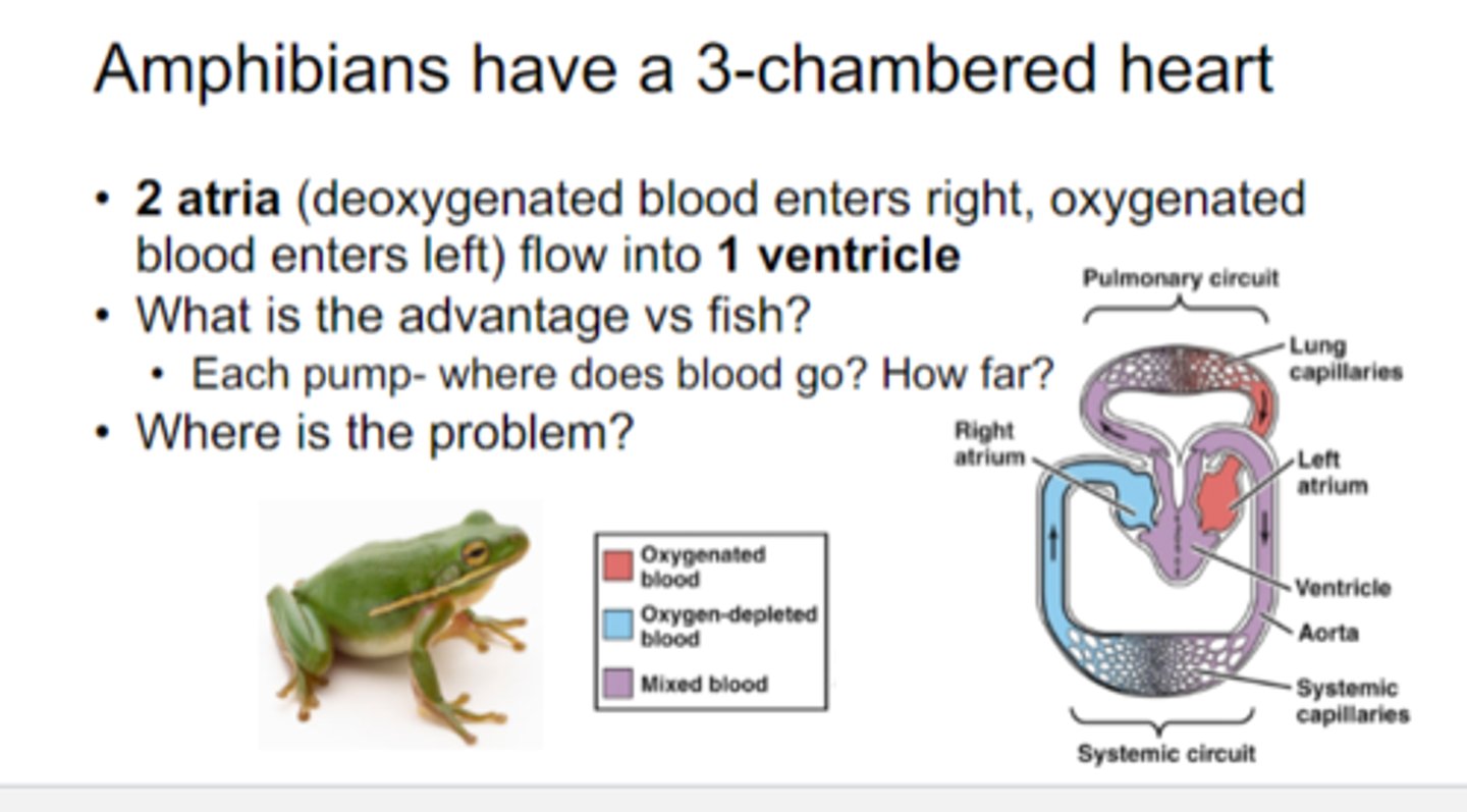 <p>Main organs of the respiratory system in creatures (amphibians primarily use skin)</p>