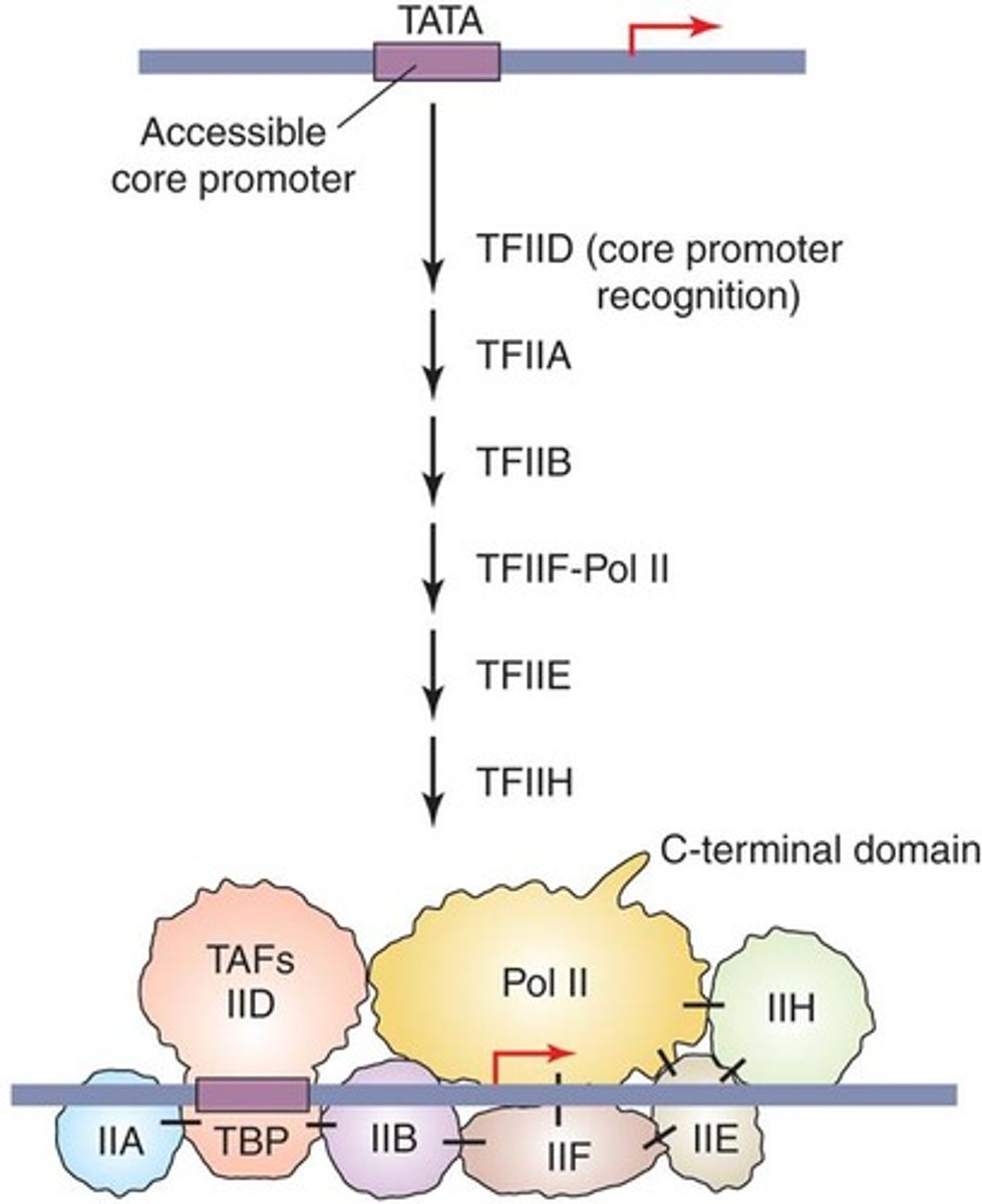 <p>= basal transcriptional machinery or preinitiation complex</p>