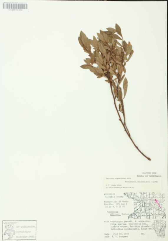 <p>Ericaceae</p>