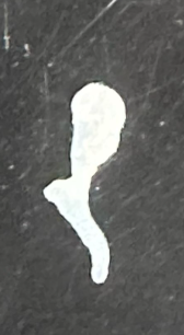 <p>What is this bone?</p>
