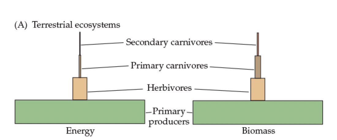 <p>Fig 21.5- Trophic Pyramid Schemes </p><p>Terrestrial Ecosystems</p>