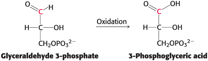 <p>A metabolite of glucose formed during glucose oxidation </p><ul><li><p>the C-1 carbon is at the aldehyde-oxidation level and is not in its most oxidized state </p></li></ul><p></p>