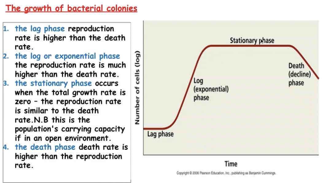<p>Lag phase - reproduction rate of bacteria is higher than death rate adjusts to new environment</p><p>log/exponential phase - reproduction rate is much higher because of nutrients and plenty of space than death rate</p><p>Stationary phase - occurs when total growth is 0k population is at maximum. reproduction rate and death rate are similar</p><p>Death phase - death rate is higher than reproduction rate due to lack of nutrients and toxic build up</p>