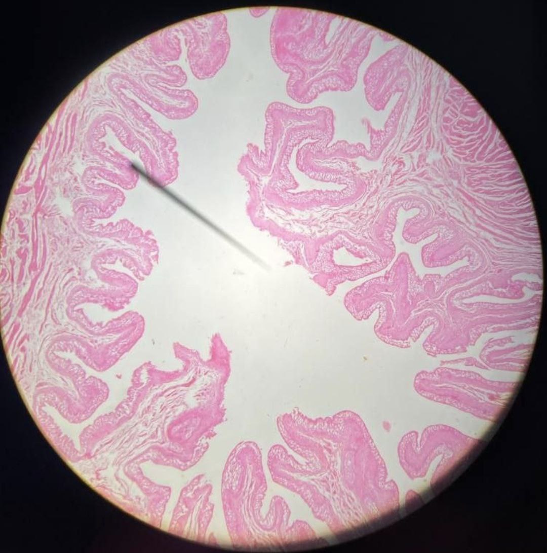 <p>Identify the tissue and mention one site</p>