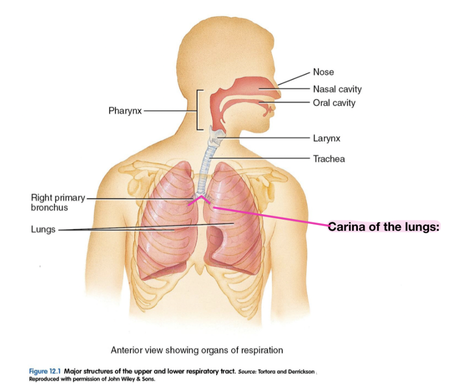 <p>Hilium of lung vs Carina of Lung</p>